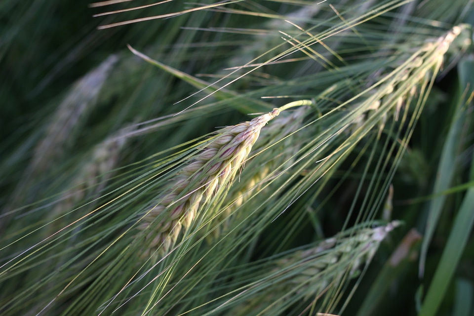 Seed grain wheat field