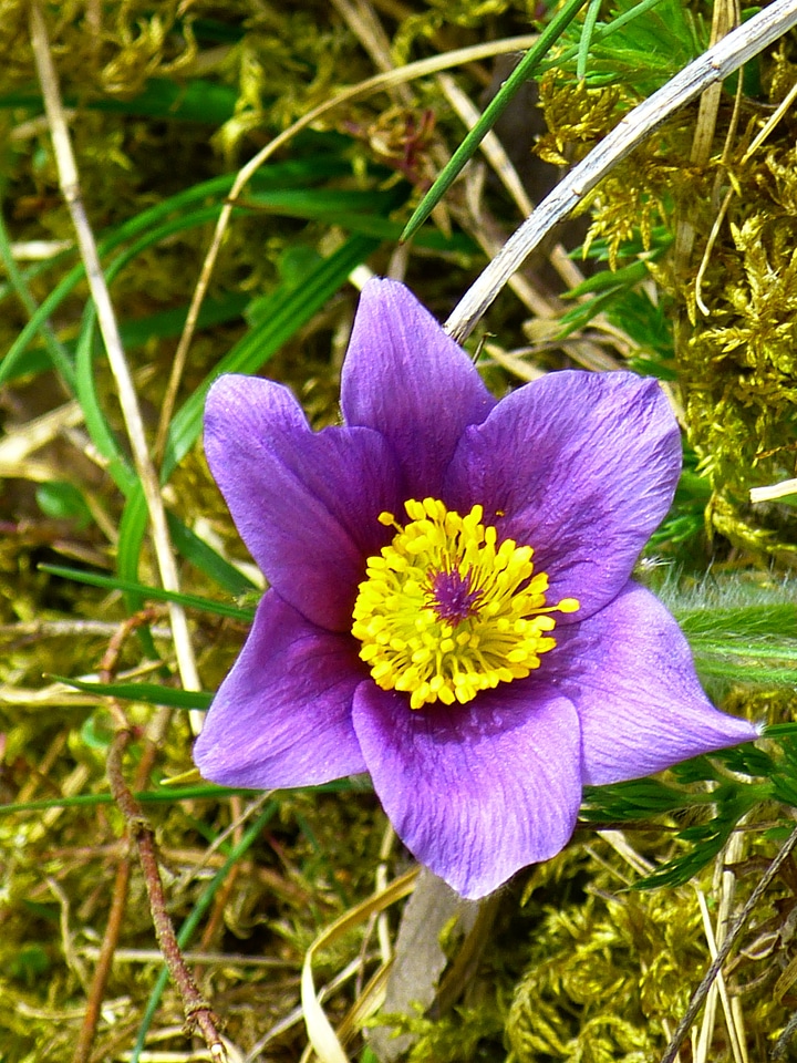 Hahnenfußgewächs dry plant flower
