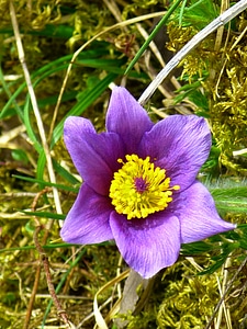 Hahnenfußgewächs dry plant flower