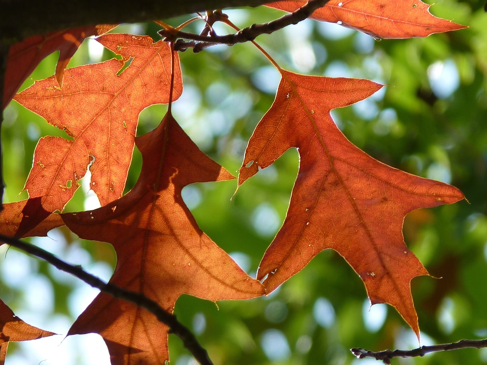 Fall foliage fall color red