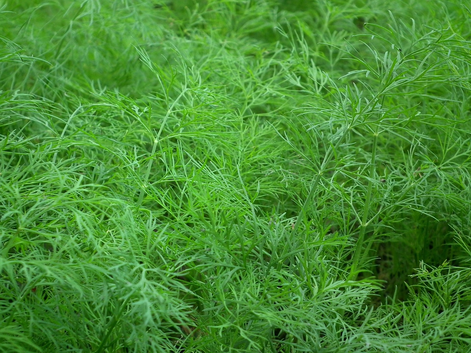 Green greens vegetable garden