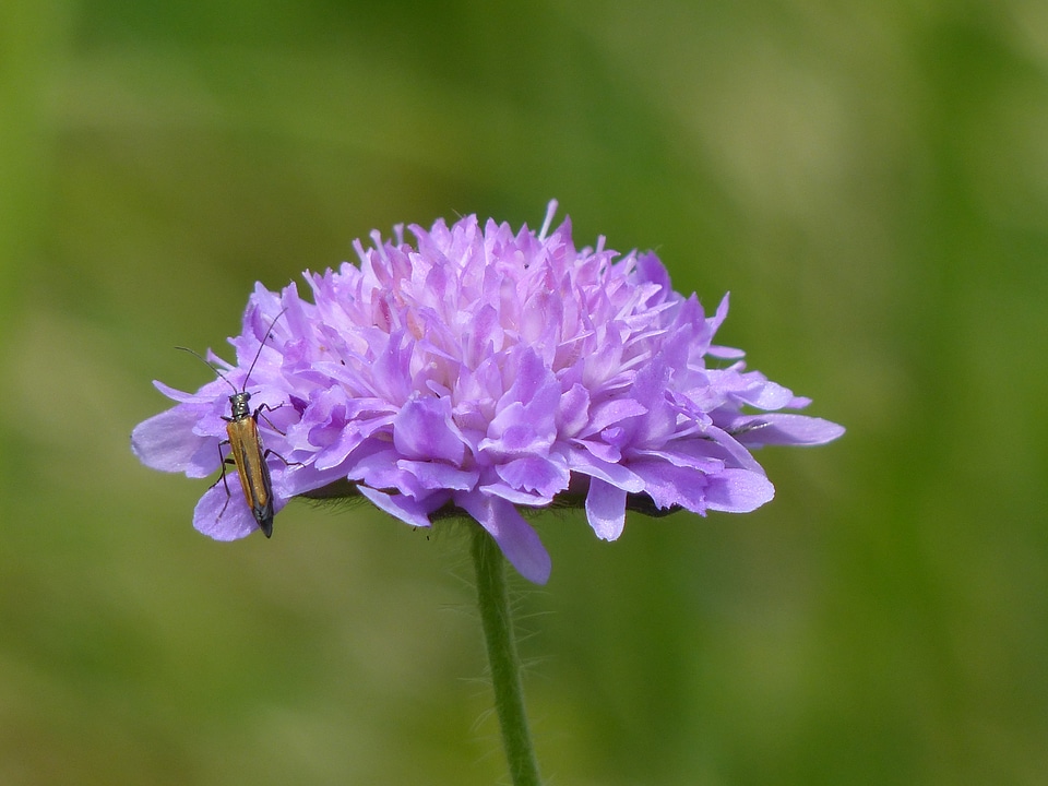Pointed flower purple violet