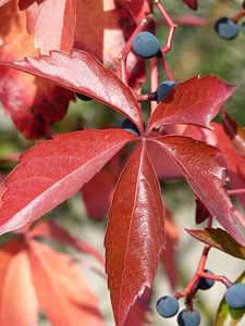 Plant red fall foliage
