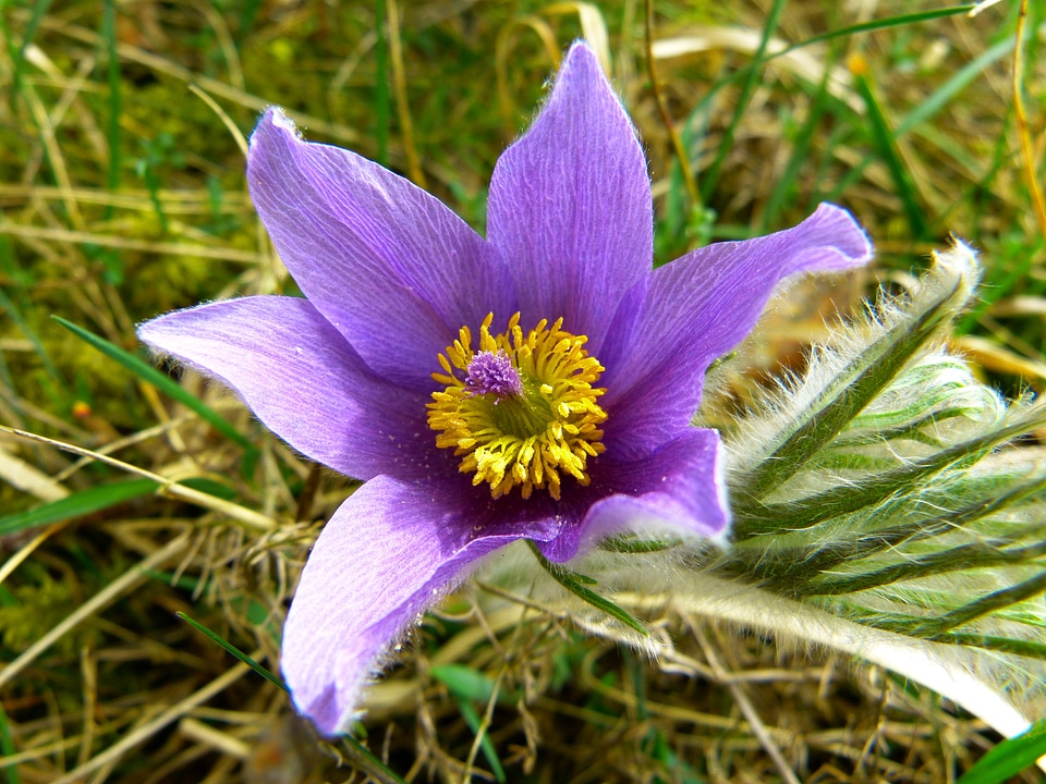 Hahnenfußgewächs dry plant flower