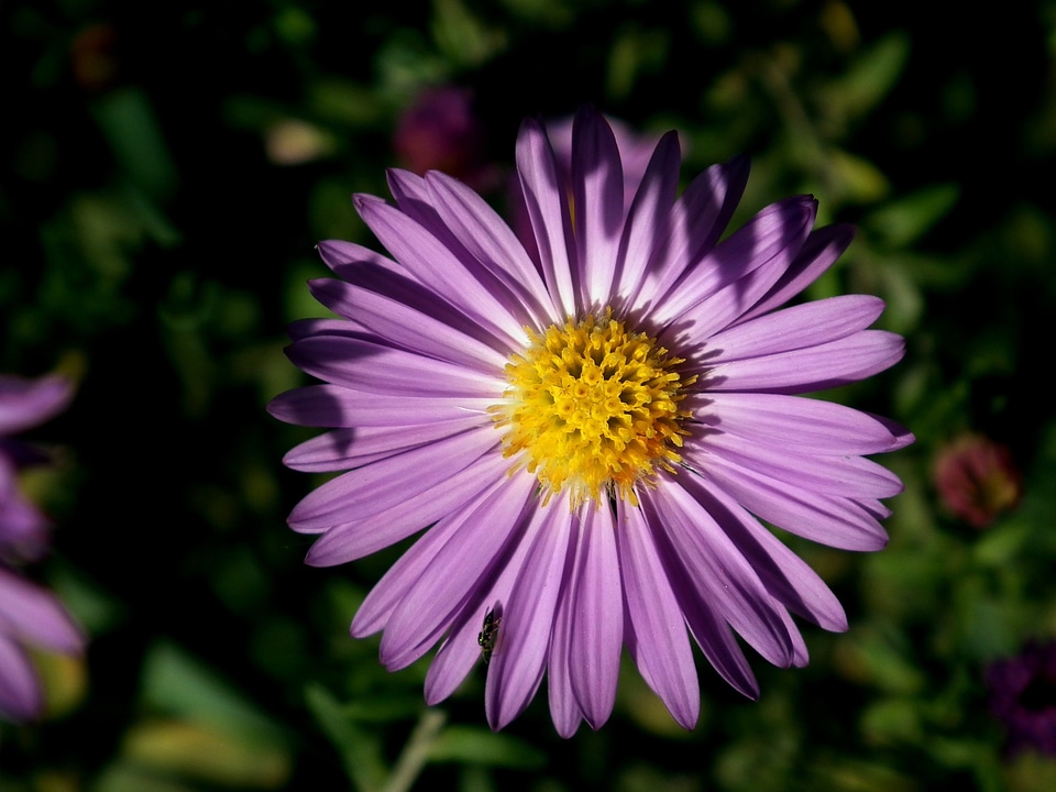 Beautiful flower garden flowers colorful