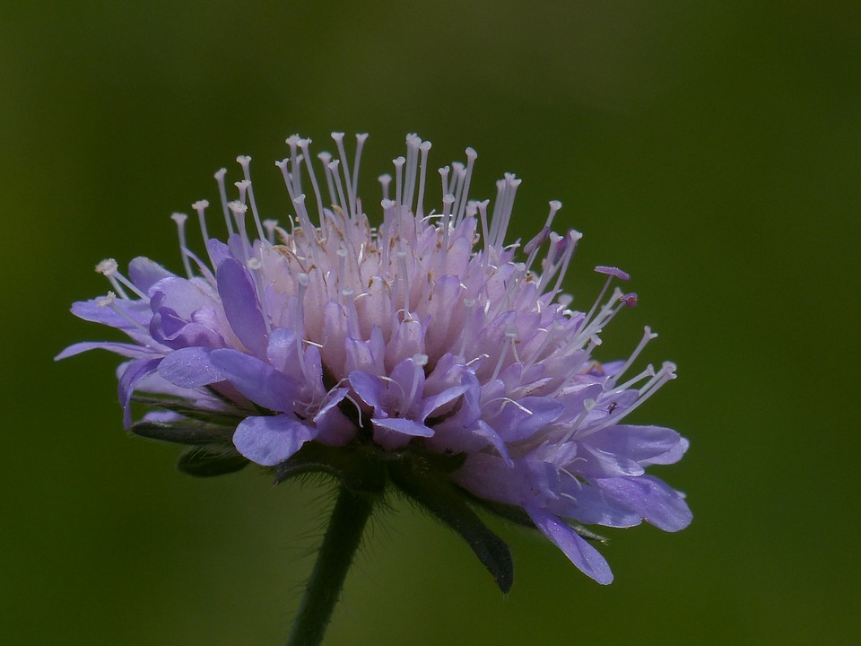 Pointed flower purple violet