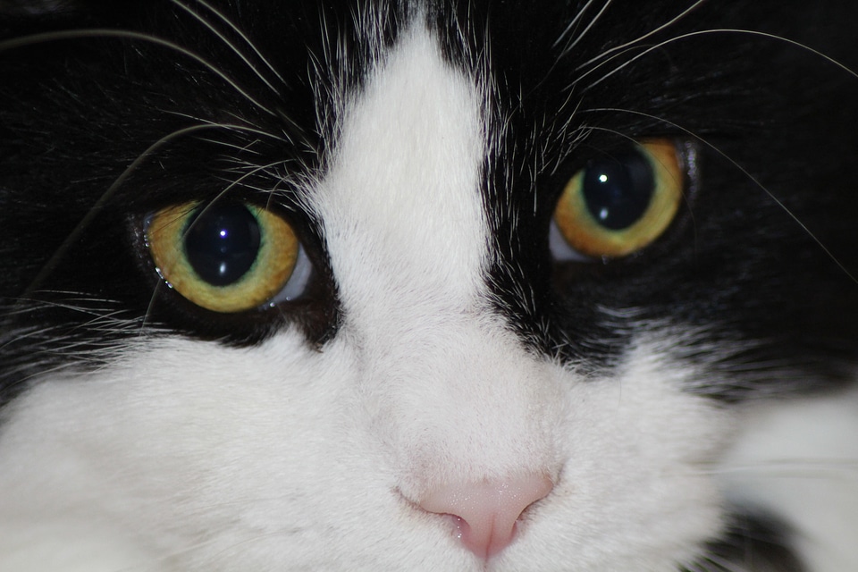 Pet black cat cat's eyes