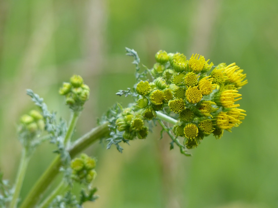 Flower senecio jacobaea jacobaea vulgaris