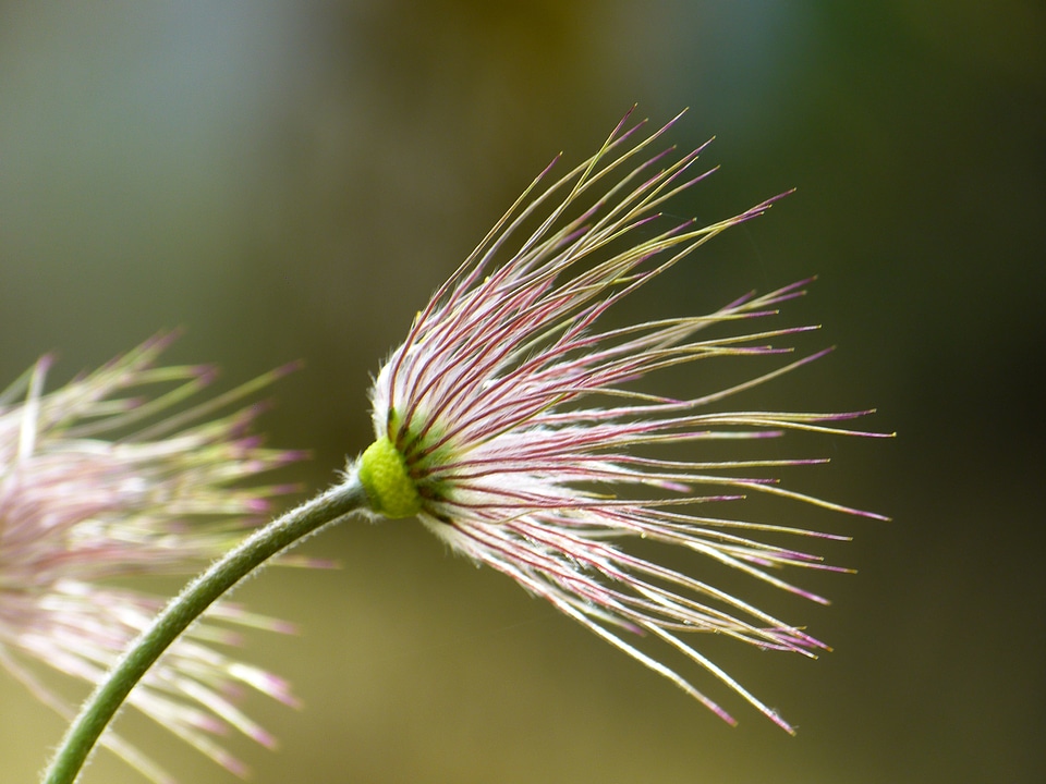 Pulsatilla spring dry plant