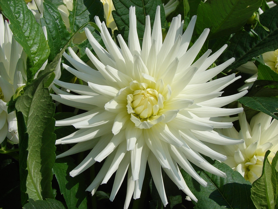 Bloom white summer