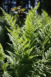 Nature green plant