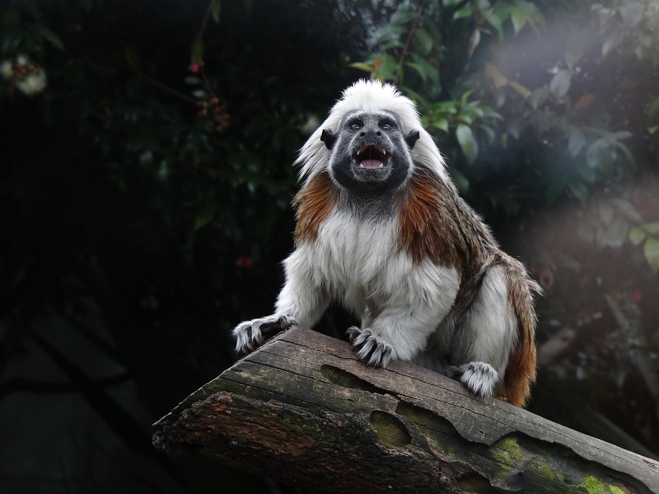 Monkey primate zoo