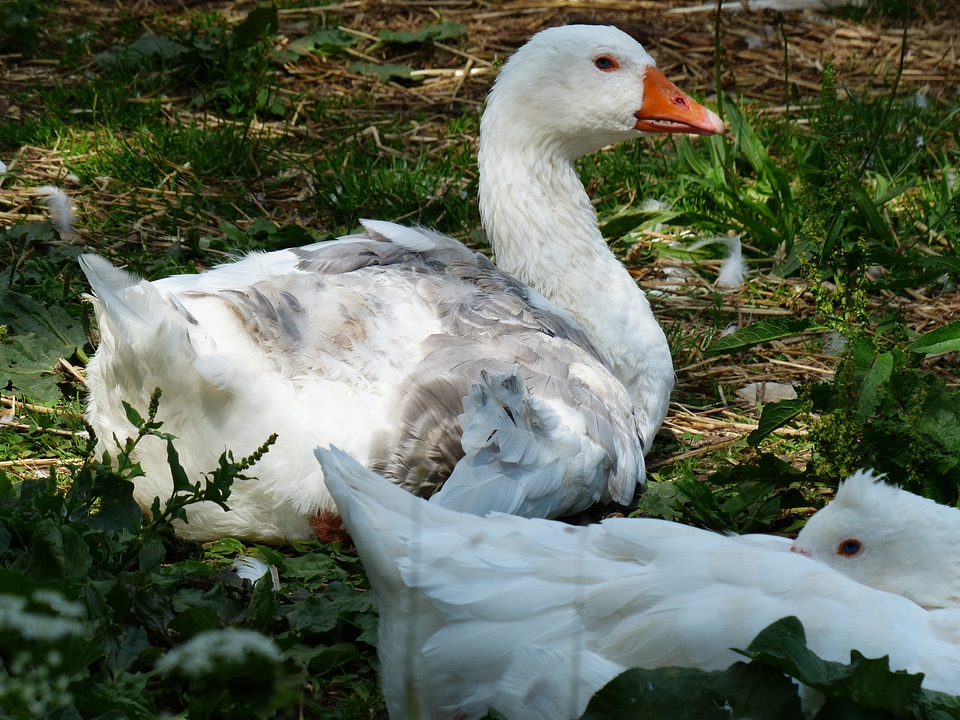 Pet livestock white