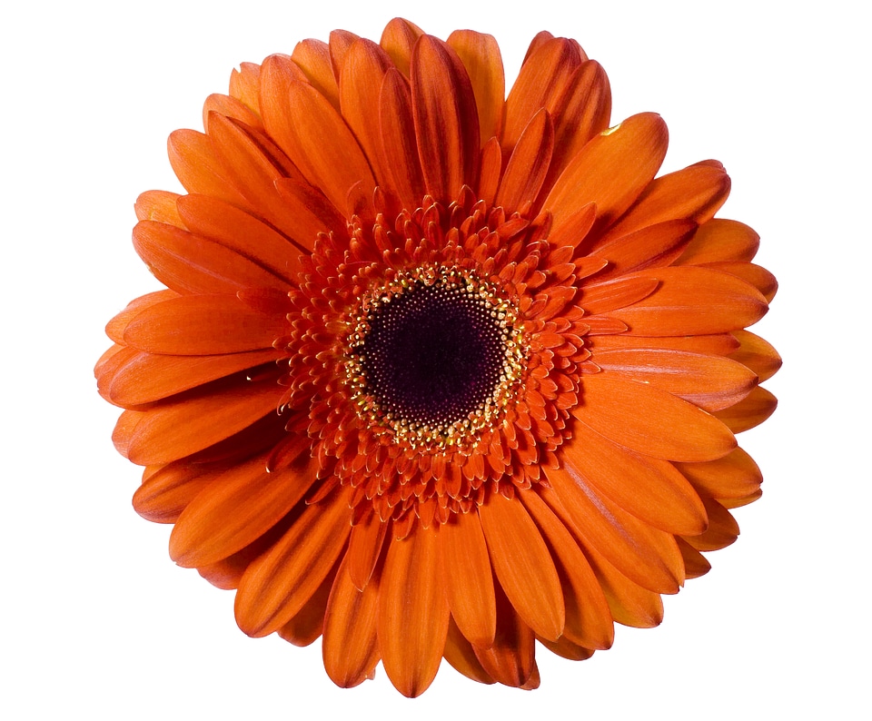 Red Gerbera