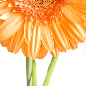 Orange Gerbera photo