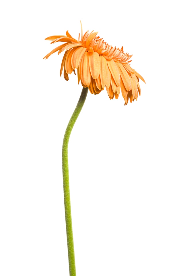 Orange Gerbera
