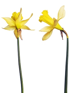 Narcissus photo