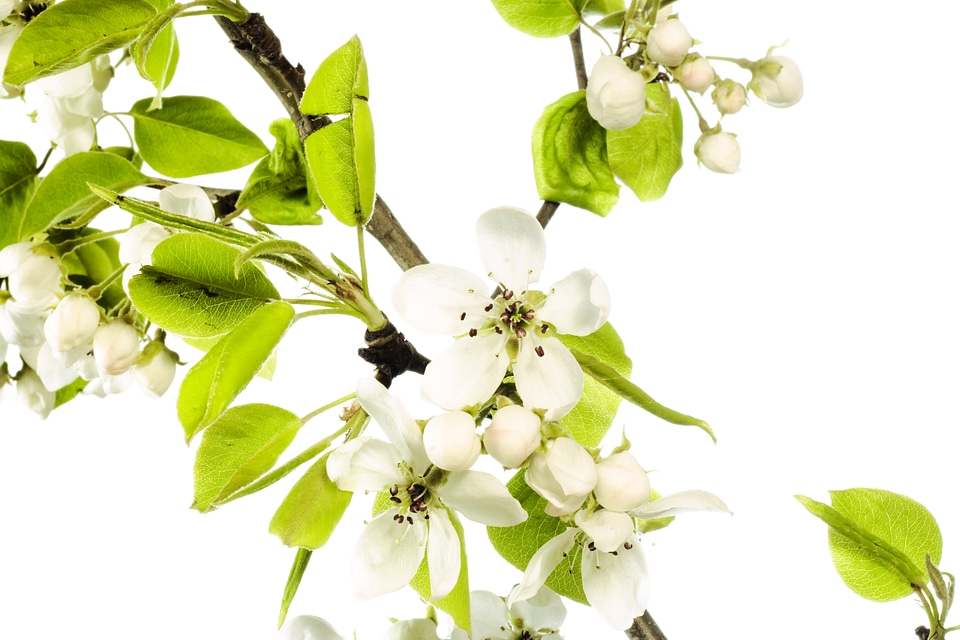 branch with flowers