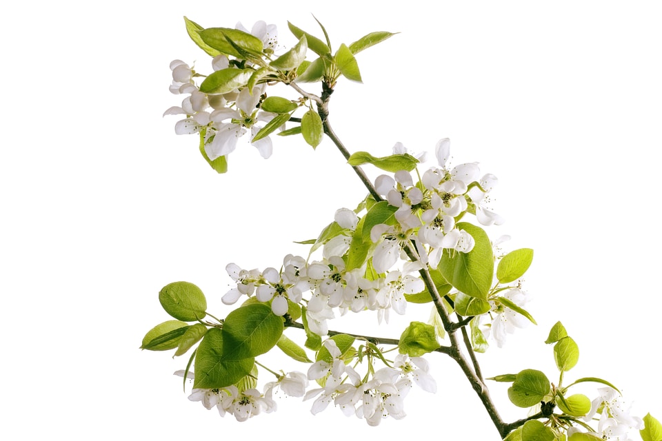 branch with flowers