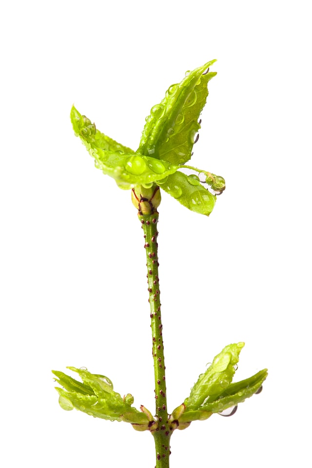 branch with leaves