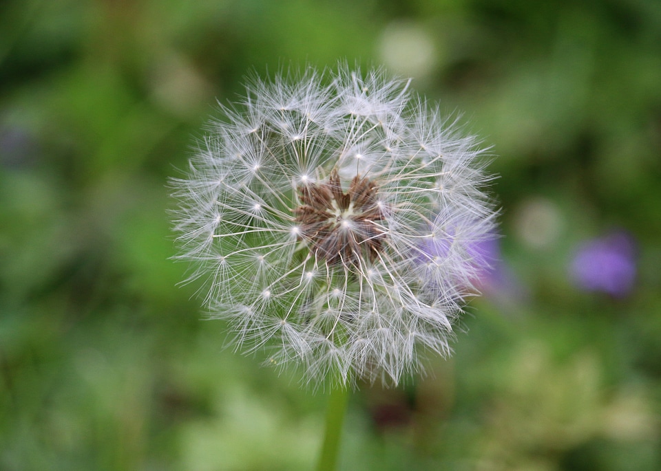 Flower summer meadow