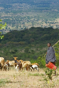 Green wide shepherd