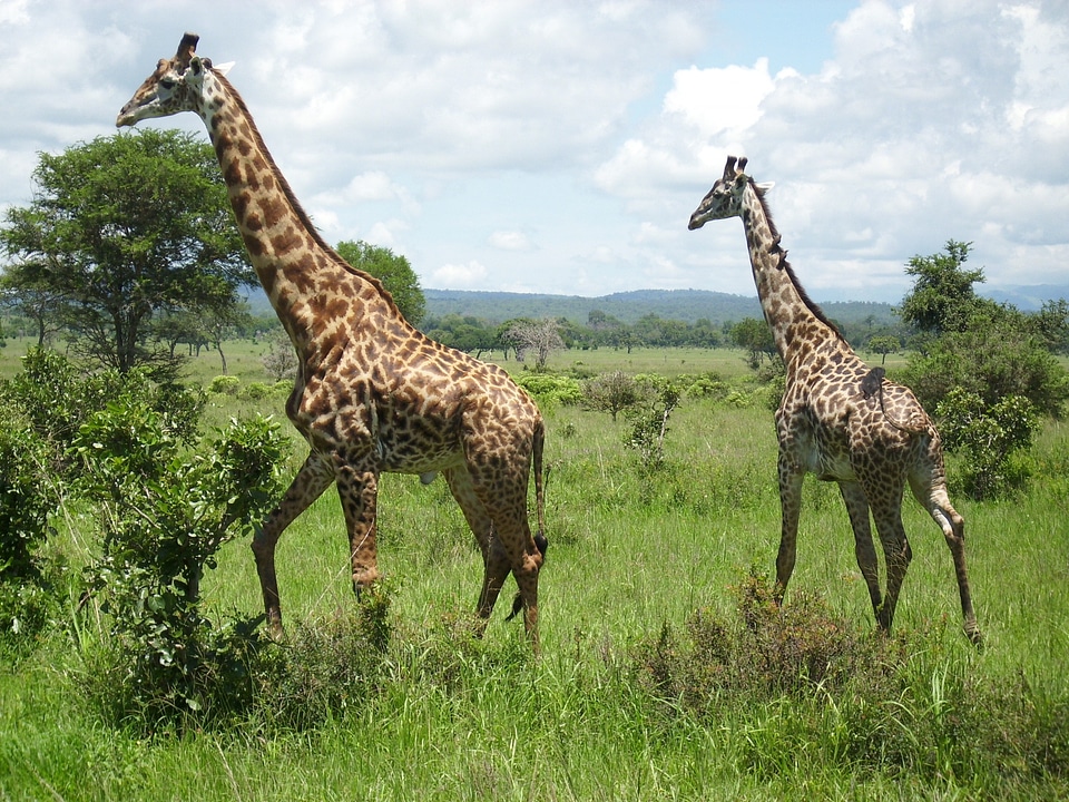 Giraffe national park wilderness