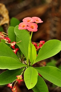 Apricot euphorbia close up