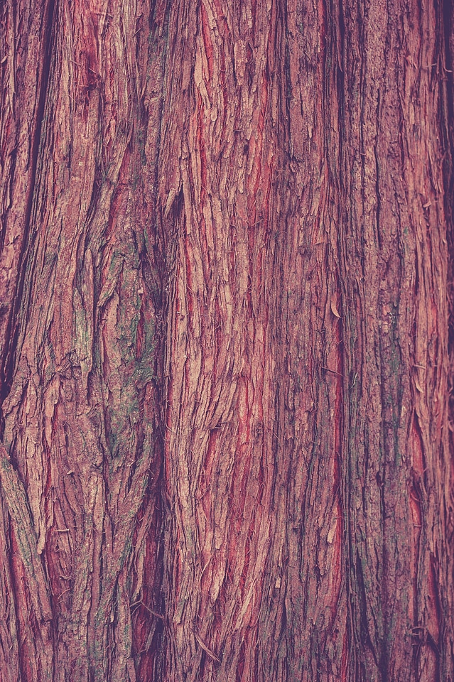 Bark structure tree bark