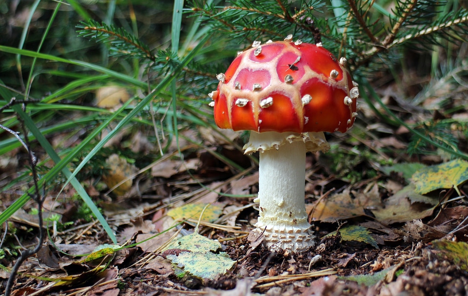Nature toxic red