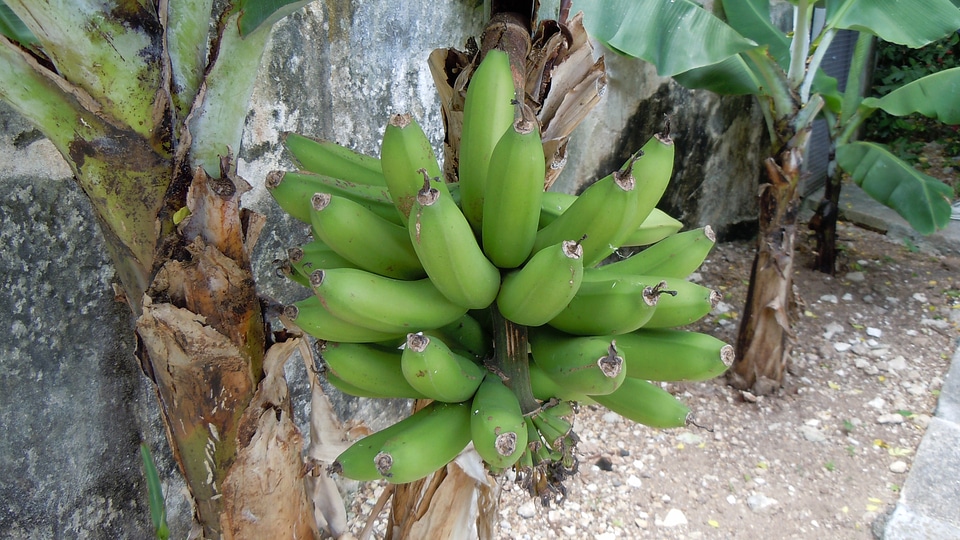 Fruit food ripe