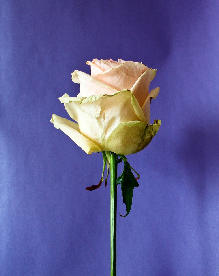 Flowers flower rose bloom