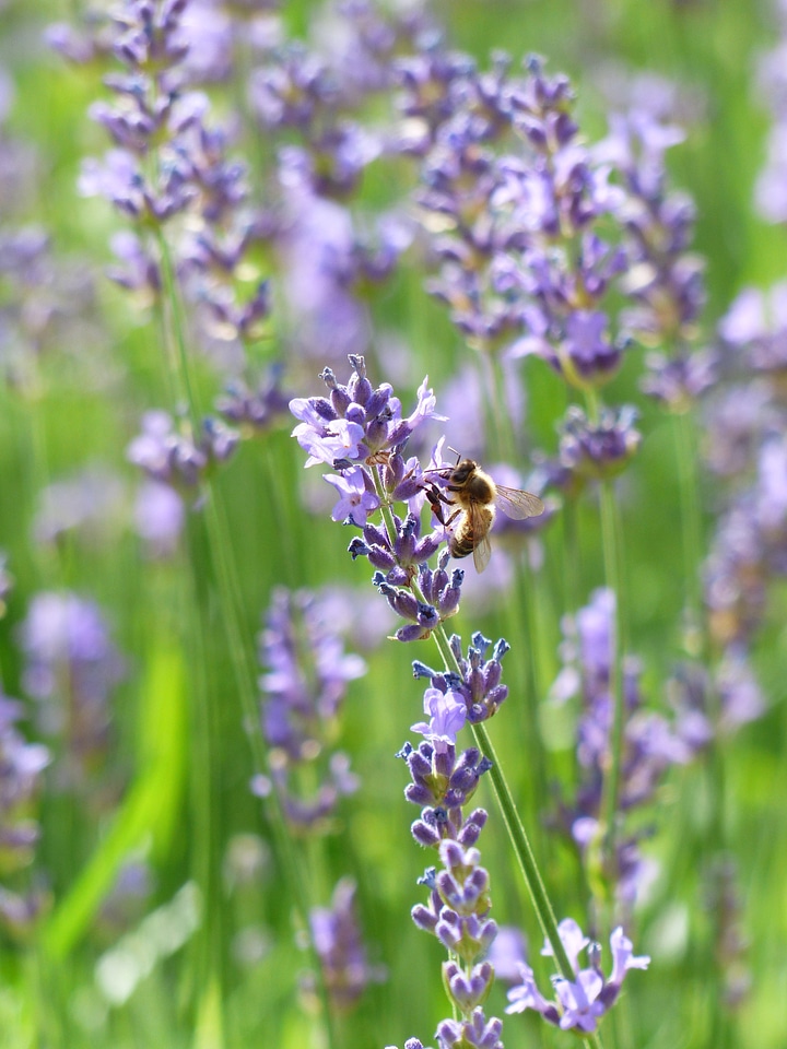 Pollination insect purple photo