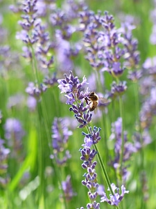 Pollination insect purple photo