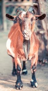 Animal world domestic goat livestock