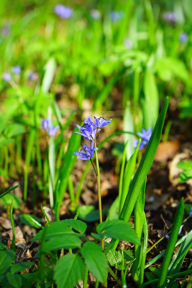 Bloom flower blue