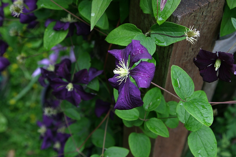 Purple violet summer