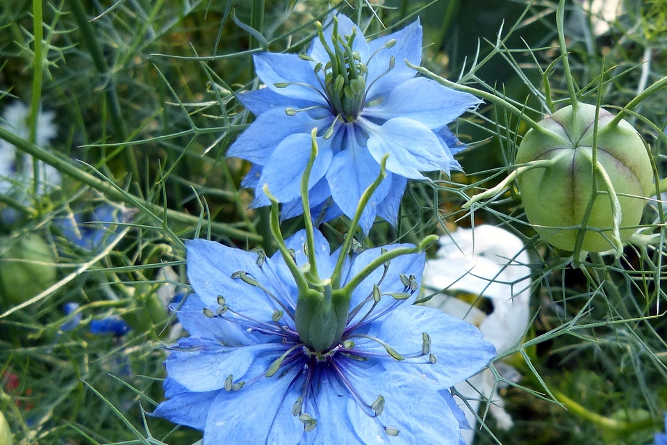 Blue hahnenfußgewächs tender