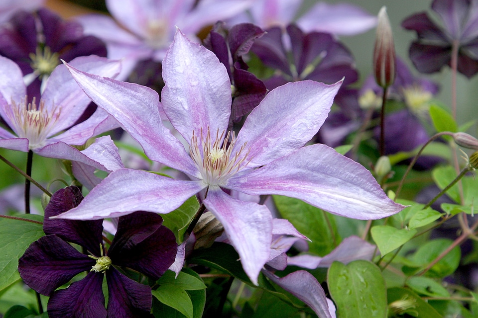 Purple violet lavender
