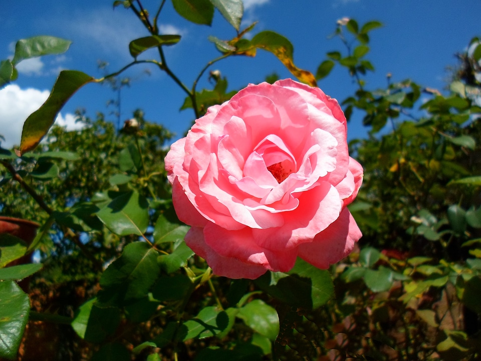 Garden rose bush tree