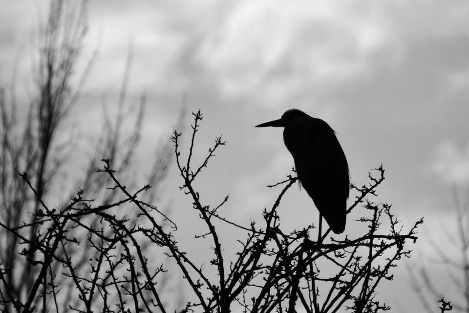Animal fauna birds
