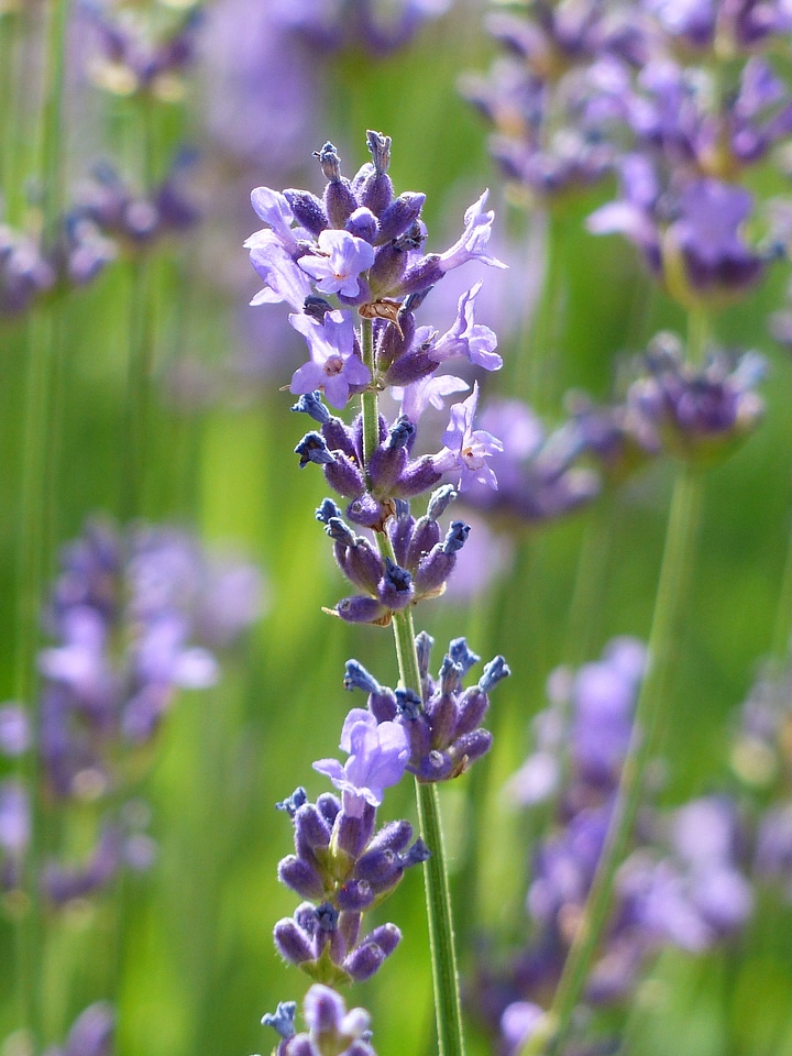 Violet inflorescence true lavender