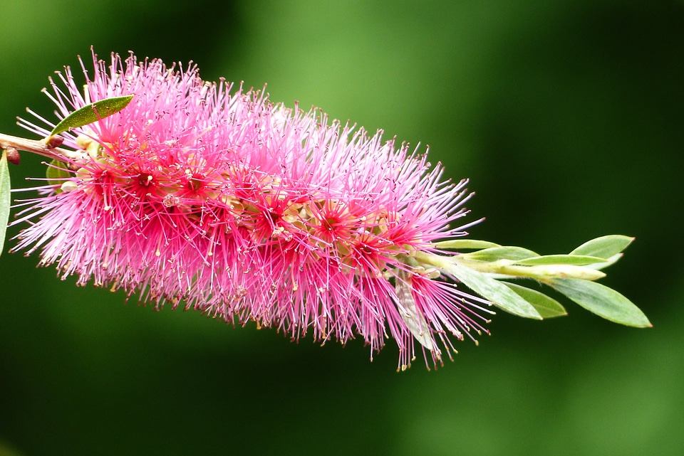 Callistemon japan tokyo