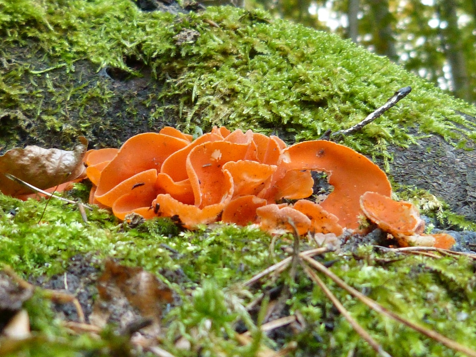 Toxic autumn poison