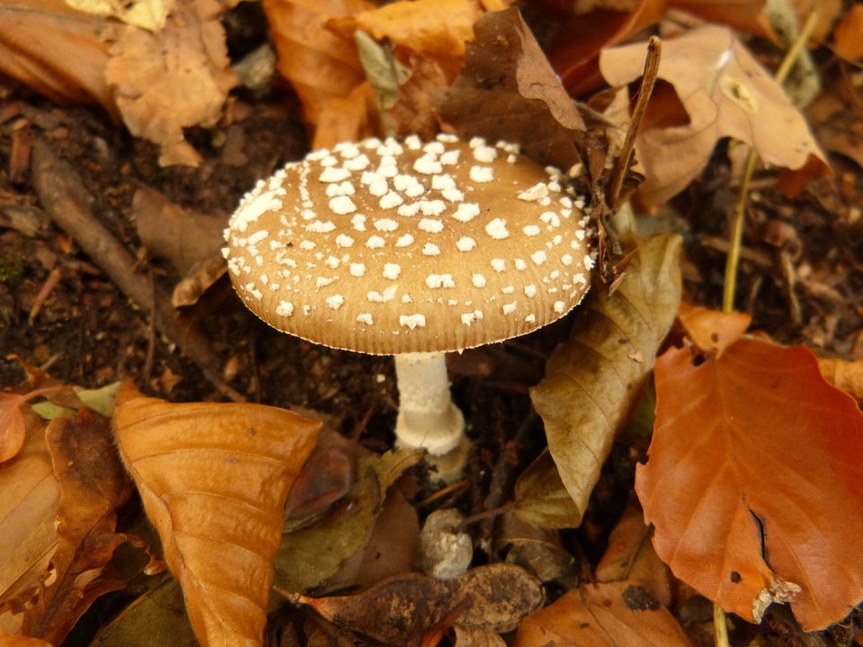 Toxic autumn poison