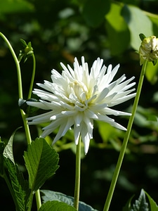 Bloom white flower
