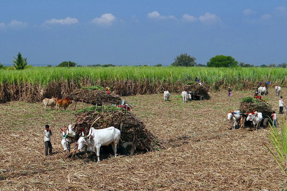 Ox cart countryside crop