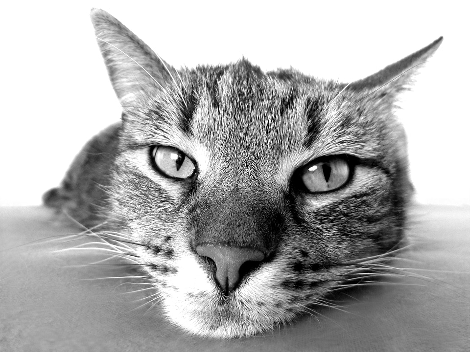 Camacho domestic cat black and white