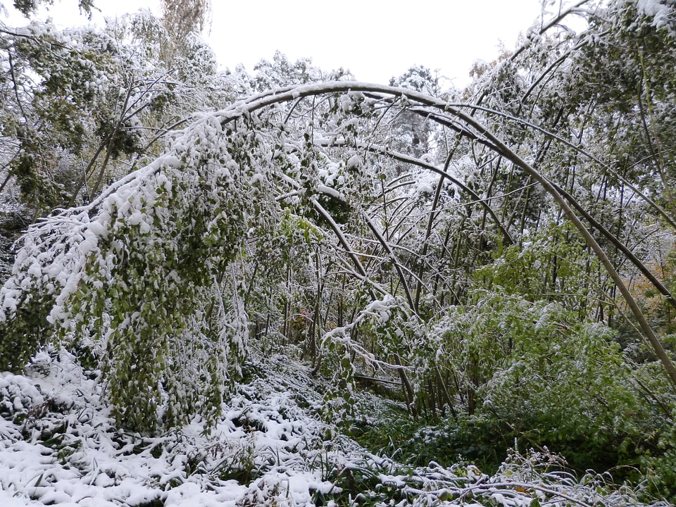 Destruction winter damage damage