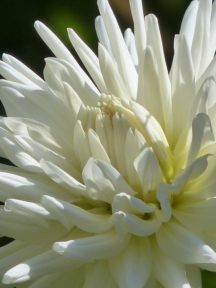 Bloom white flower